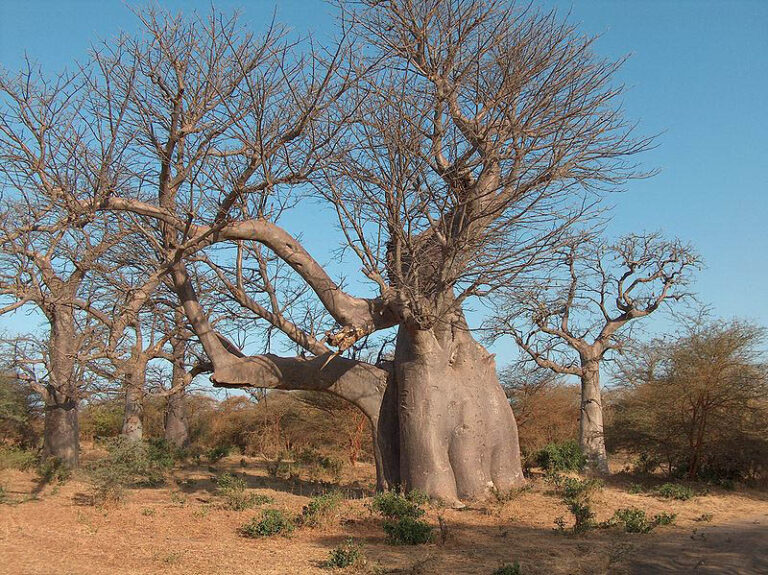 SENEGAL